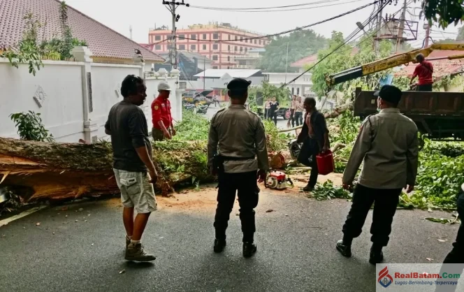 
					BPBD Tanjungpinang Evakuasi Pohon Tumbang di Jalan Diponegoro